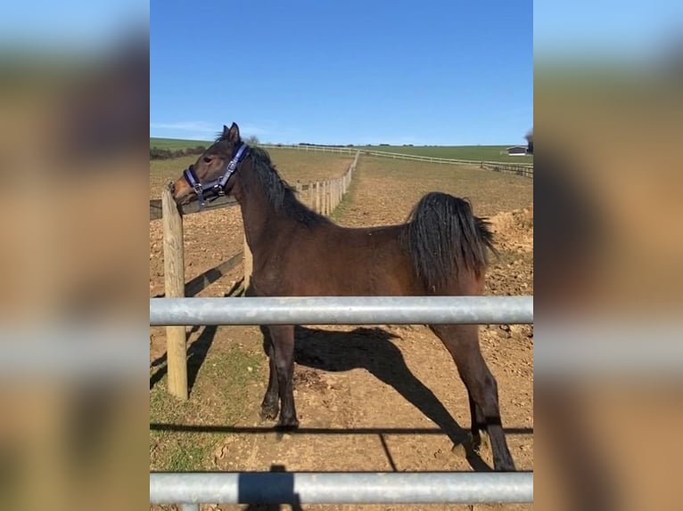 French riding pony Gelding 1 year Brown in Bogny-sur-Meuse