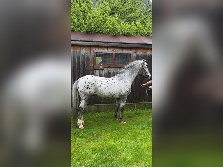 French riding pony Gelding 20 years 14,2 hh Leopard-Piebald in Großarl French riding pony Gelding 20 years 14,2 hh Leopard-Piebald in Großarl
