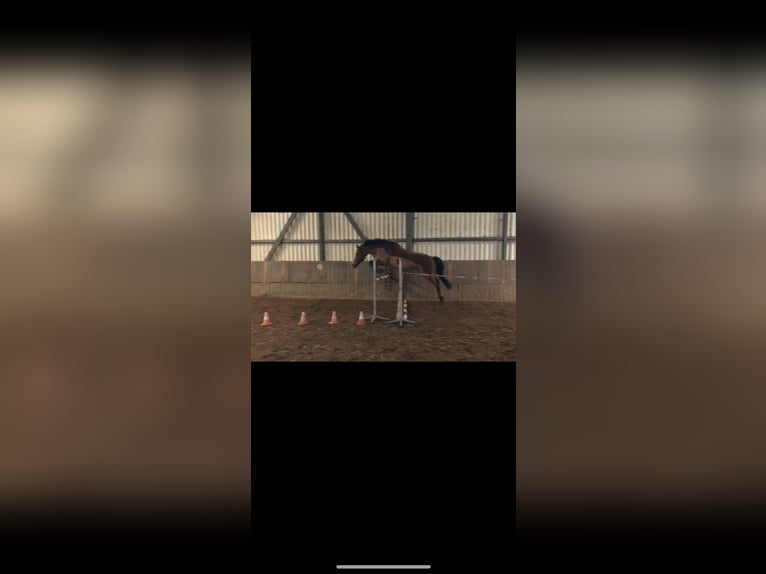 French riding pony Gelding 21 years 14,1 hh Brown in Friedberg