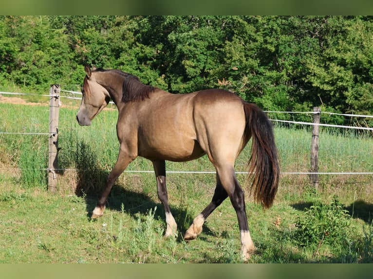 French riding pony Gelding 2 years 14.2 hh Dun in Alpes de Haute Provence