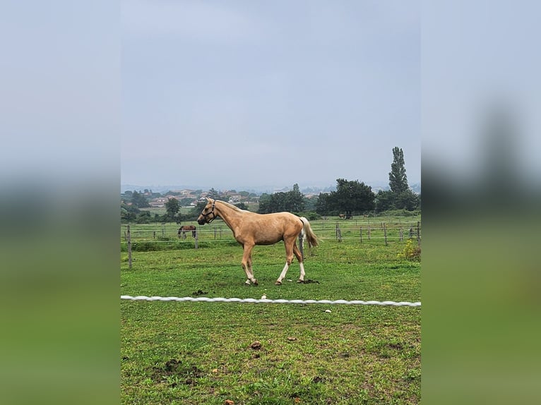 French riding pony Gelding 3 years 13,1 hh Palomino in MORNANT