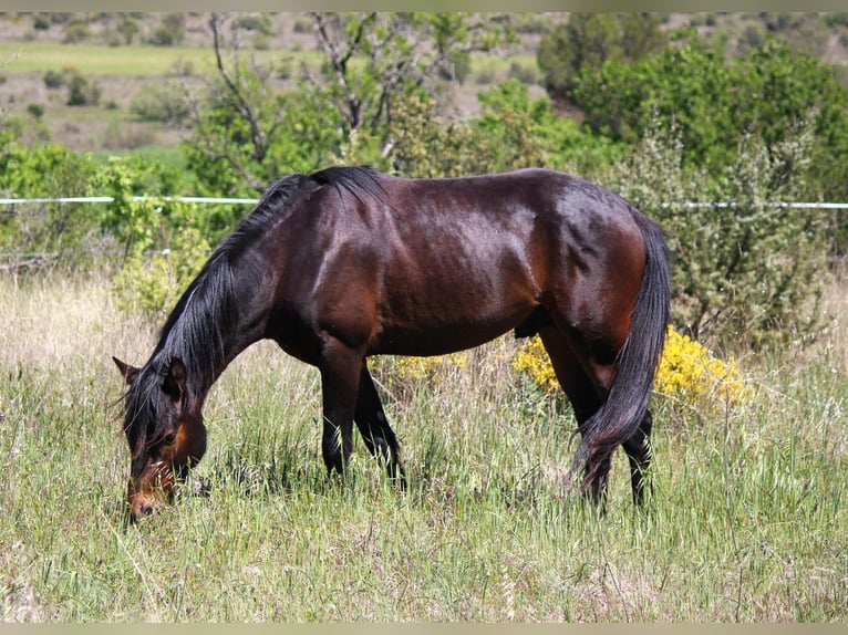 French riding pony Gelding 3 years 14,2 hh Bay-Dark in Saint Hippolyte du Fort