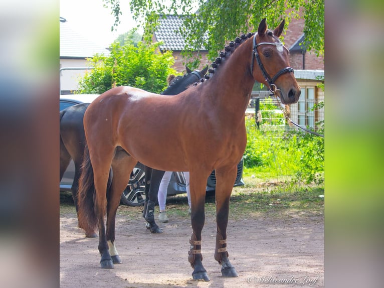 French riding pony Gelding 3 years 14 hh Brown in Chauny