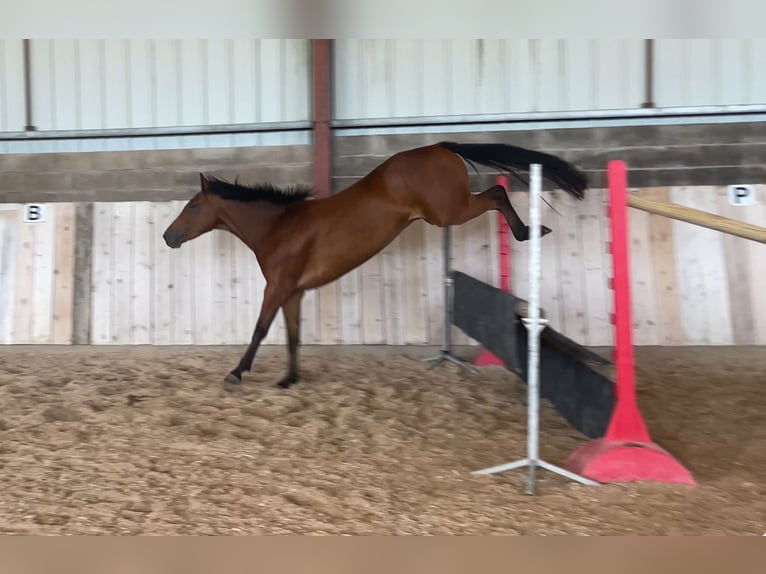 French riding pony Gelding 3 years 15 hh Brown in NAIVES EN BLOIS