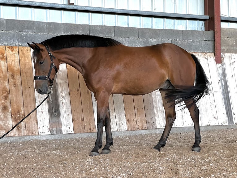 French riding pony Gelding 3 years 15 hh Brown in NAIVES EN BLOIS