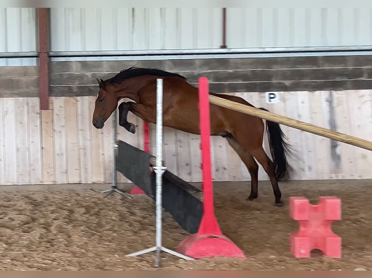 French riding pony Gelding 3 years 15 hh Brown in NAIVES EN BLOIS