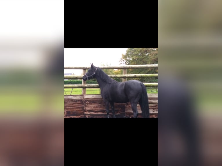 French riding pony Gelding 4 years 14,1 hh Black in Beuzeville