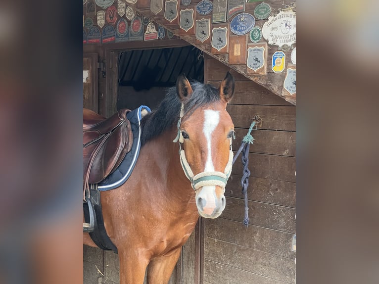 French riding pony Gelding 4 years 14.1 hh Brown in Gif-sur-Yvette