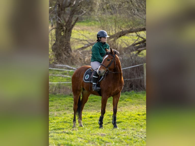 French riding pony Gelding 4 years 14.2 hh Brown in Gif-sur-Yvette