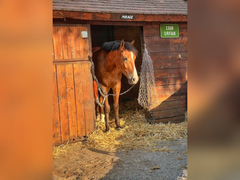 French riding pony Gelding 4 years 14.2 hh Brown in Gif-sur-Yvette