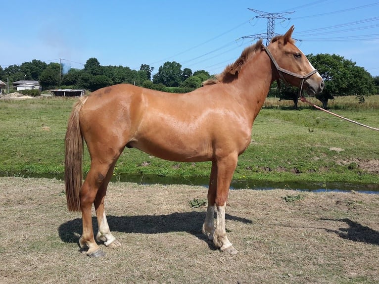 French riding pony Gelding 4 years 15,1 hh Chestnut-Red in MARCHESIEUX