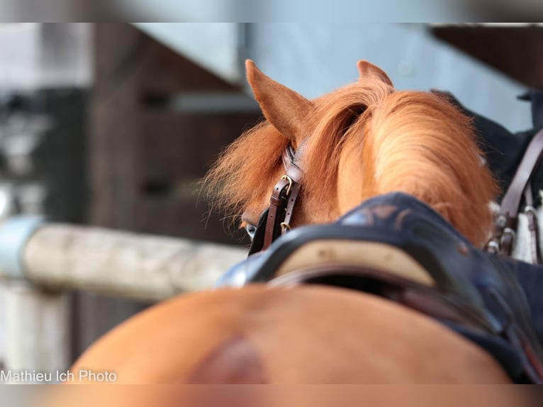 French riding pony Gelding 5 years 13,1 hh Chestnut-Red in Bénouville