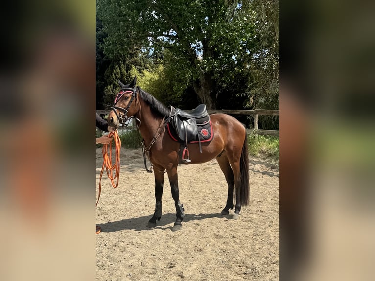 French riding pony Gelding 5 years 14.1 hh Brown in Montalto Uffugo