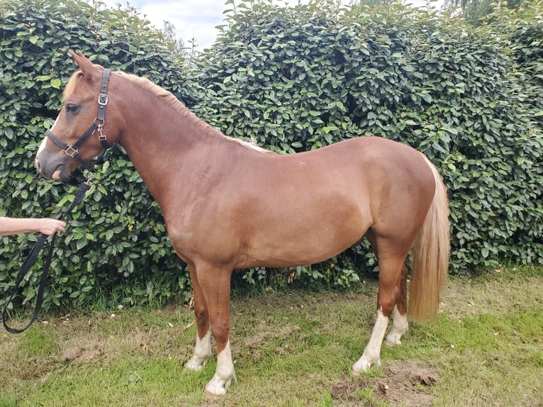 French riding pony Gelding 5 years 14,2 hh Chestnut-Red in Treffendel