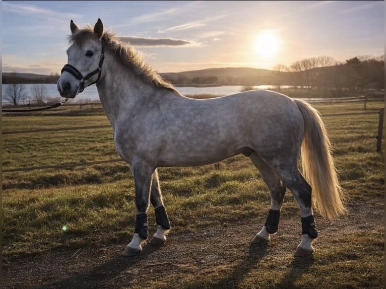 French riding pony Gelding 6 years 14.1 hh Grey in Avillers-Sainte-Croix
