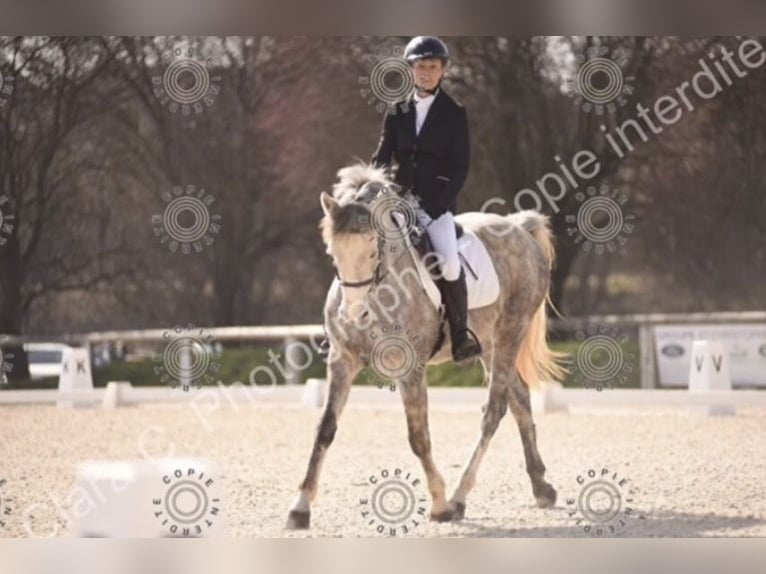 French riding pony Gelding 6 years 14.1 hh Grey in Avillers-Sainte-Croix