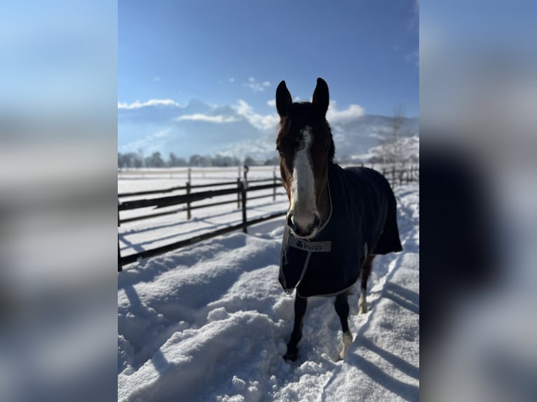 French riding pony Gelding 7 years 14.2 hh Brown in Montlingen