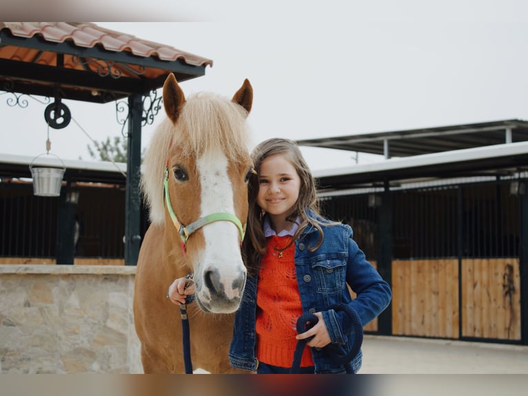 French riding pony Gelding 7 years Chestnut-Red in La pobla de Vallbona