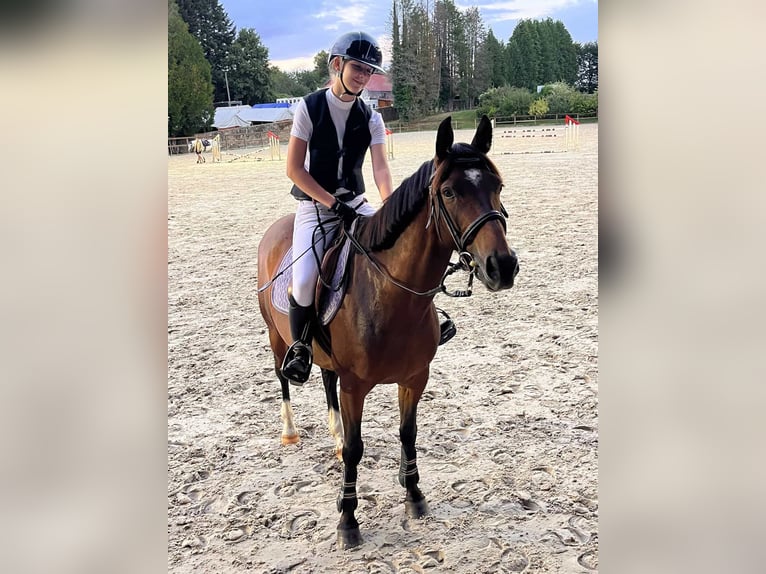 French riding pony Gelding 8 years 14.2 hh Brown in Brive-la-Gaillarde