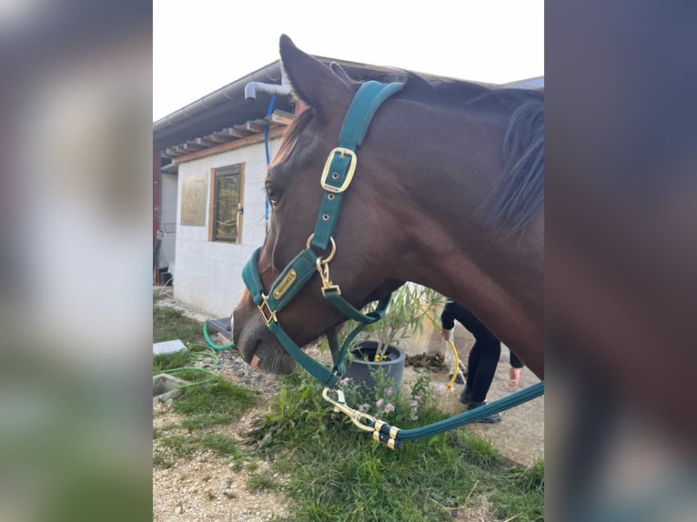 French riding pony Gelding 8 years 14.2 hh Brown in Brive-la-Gaillarde