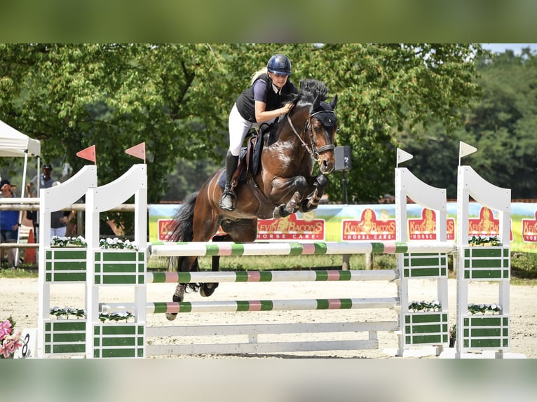 French riding pony Gelding 8 years 14,2 hh Smoky-Black in Strasbourg