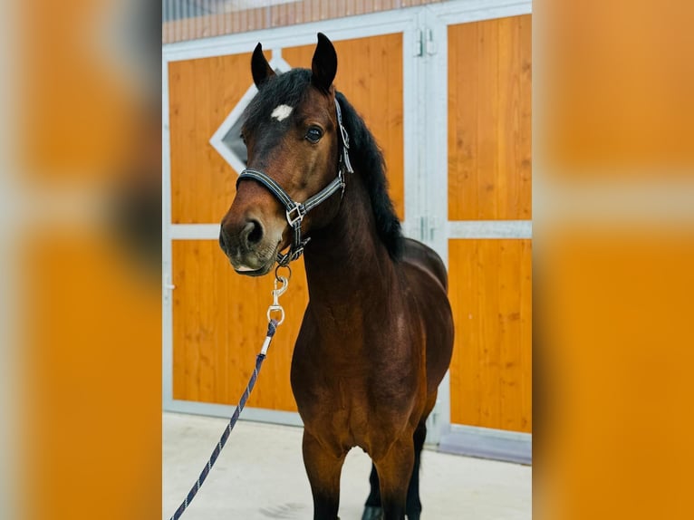 French riding pony Gelding 8 years 14,2 hh Smoky-Black in Strasbourg