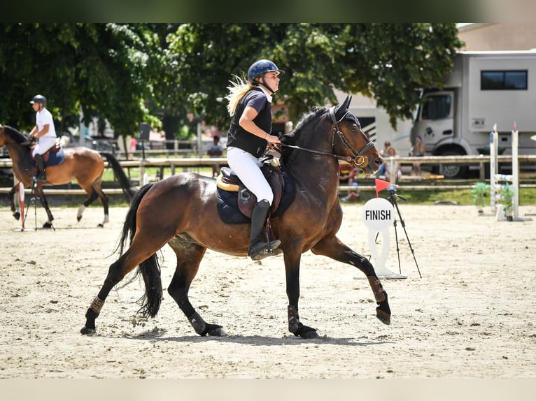 French riding pony Gelding 8 years 14,2 hh Smoky-Black in Strasbourg