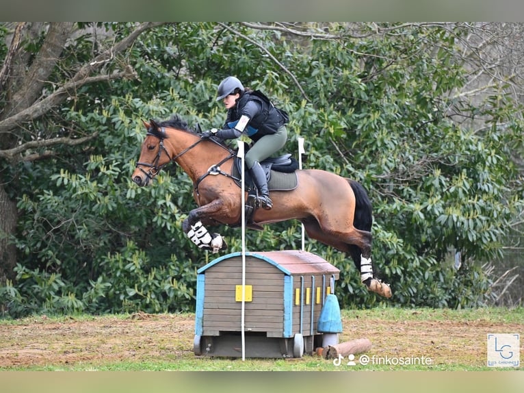 French riding pony Gelding 9 years 14,2 hh Brown in Maisons-Laffitte