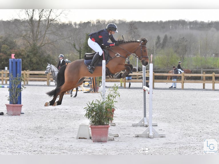 French riding pony Gelding 9 years 14,2 hh Brown in Maisons-Laffitte