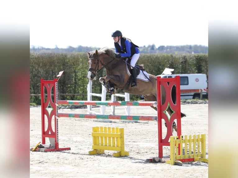 French riding pony Gelding 9 years 14,2 hh Chestnut-Red in Conches sur Gondoire