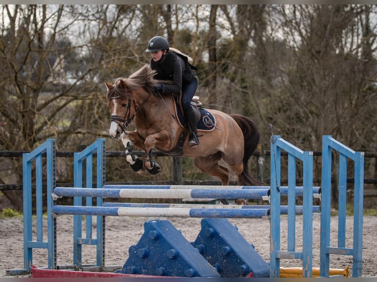 French riding pony Gelding 9 years 14,2 hh Chestnut-Red in Conches sur Gondoire