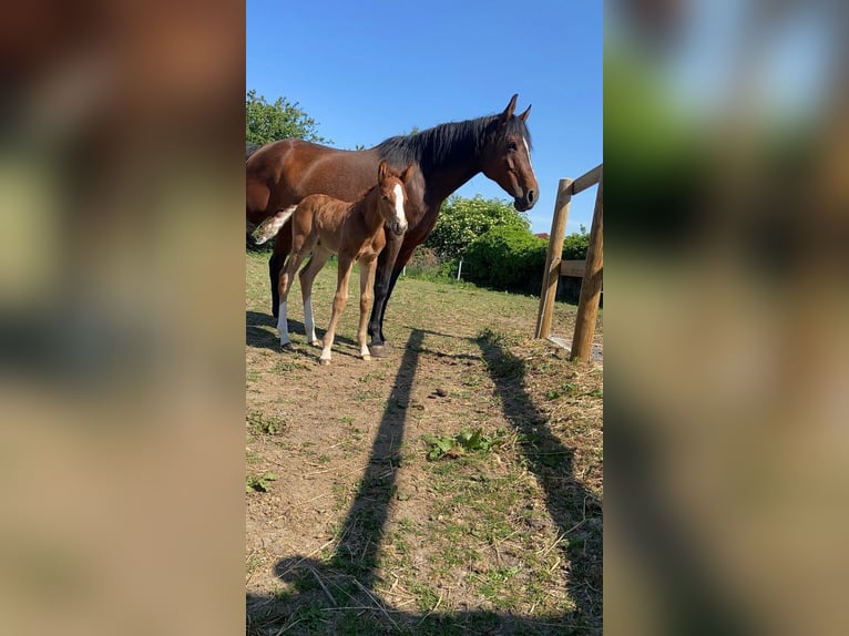 French riding pony Mare 10 years 14.3 hh Brown in Erre