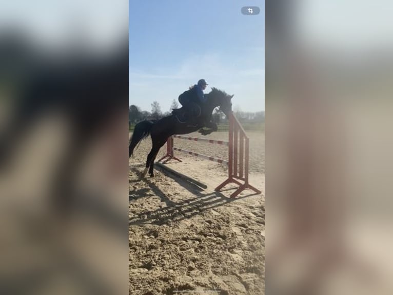 French riding pony Mare 10 years 14,3 hh Brown in Erre