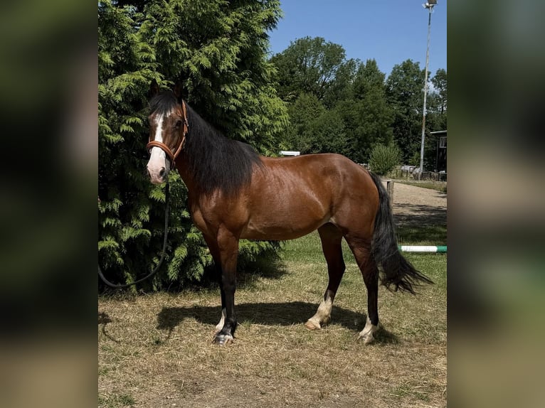 French riding pony Mix Mare 10 years 14,3 hh Brown in Windhagen