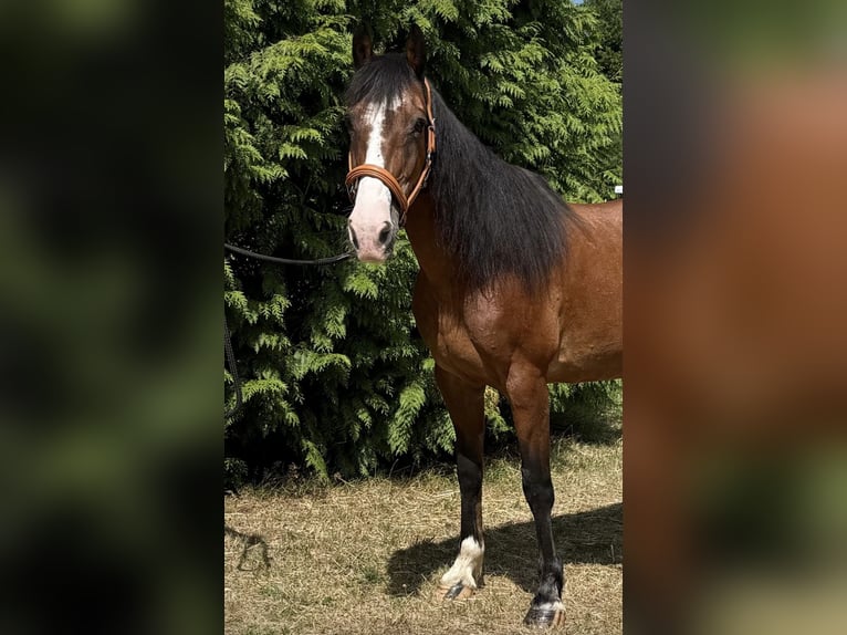 French riding pony Mix Mare 10 years 14,3 hh Brown in Windhagen