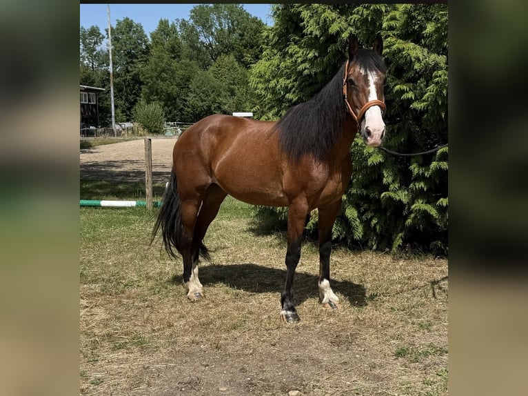French riding pony Mix Mare 10 years 14,3 hh Brown in Windhagen
