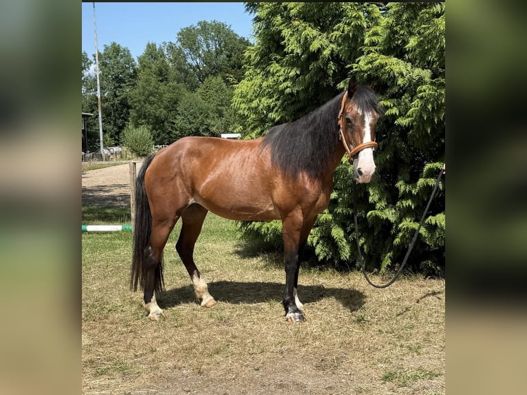 French riding pony Mix Mare 10 years 14,3 hh Brown in Windhagen