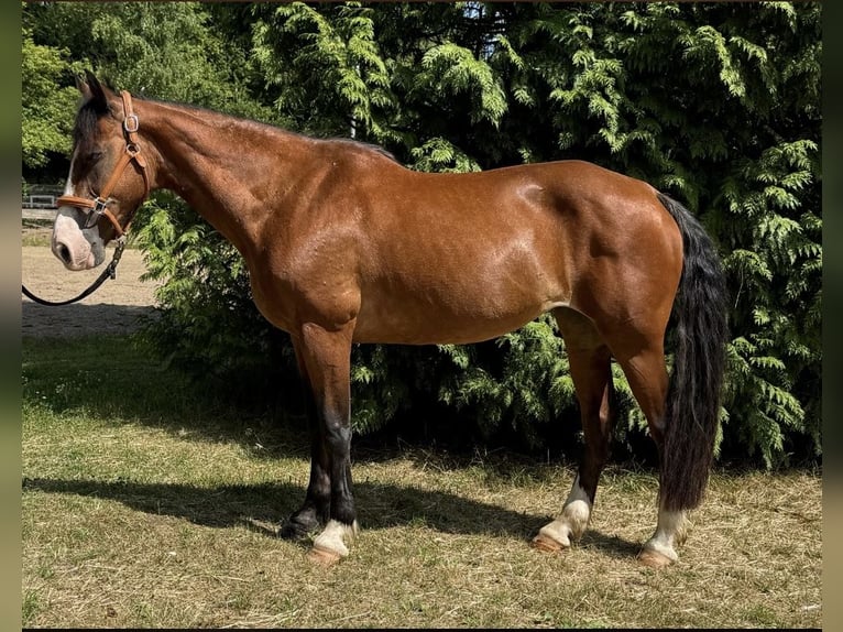 French riding pony Mix Mare 10 years 14,3 hh Brown in Windhagen