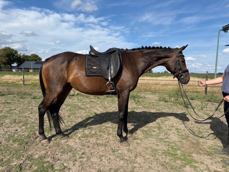 French riding pony Mare 10 years 15.2 hh Smoky-Black in Babberich