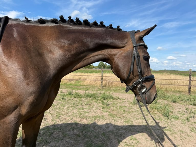 French riding pony Mare 10 years 15.2 hh Smoky-Black in Babberich