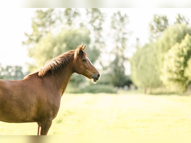 French riding pony Mare 10 years 16 hh Chestnut-Red in Brugge