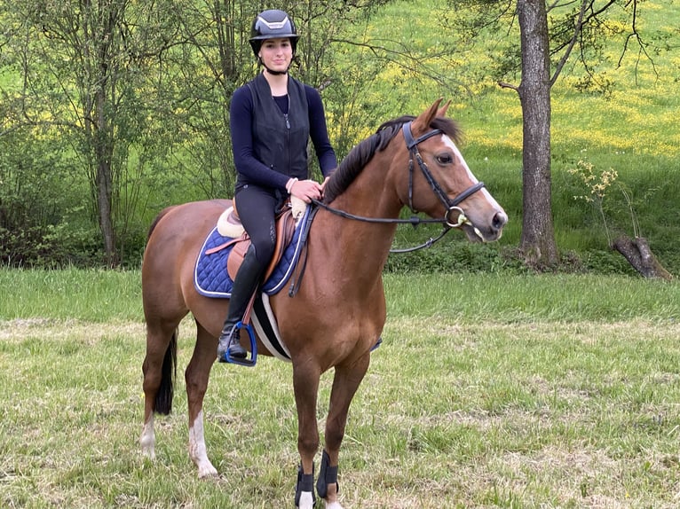 French riding pony Mare 11 years 13.3 hh Brown in Hintermoos