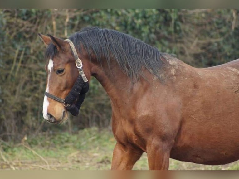 French riding pony Mare 11 years 14,1 hh Brown in Beaudéduit
