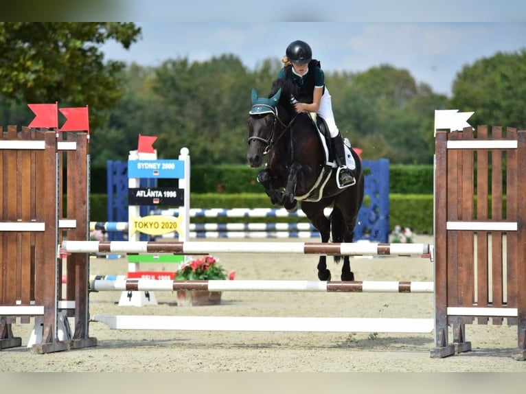 French riding pony Mare 11 years 14,2 hh Bay-Dark in Bergamo