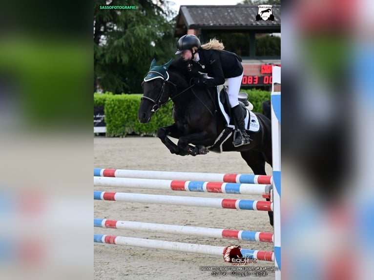 French riding pony Mare 11 years 14,2 hh Bay-Dark in Bergamo