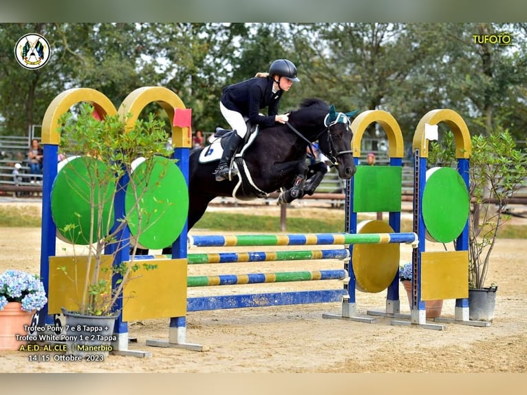 French riding pony Mare 11 years 14,2 hh Bay-Dark in Bergamo