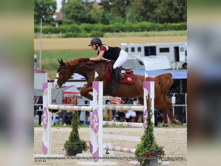 French riding pony Mare 11 years 14,2 hh Chestnut-Red in Bergem