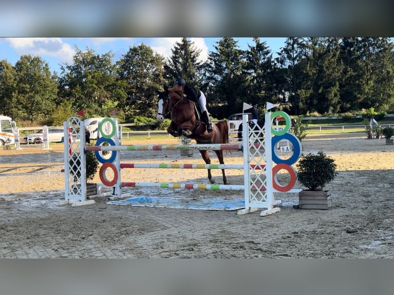 French riding pony Mare 11 years 14,2 hh Chestnut-Red in Bergem