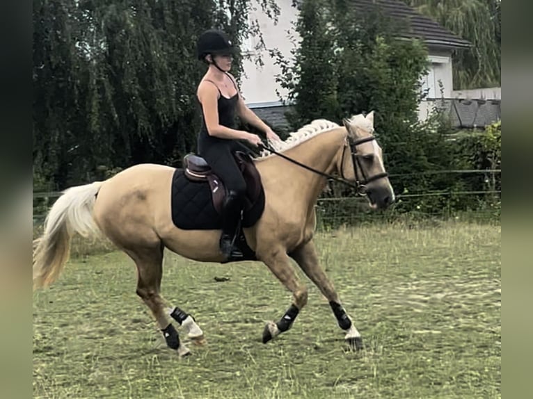 French riding pony Mare 11 years 14,2 hh Palomino in Rouilly