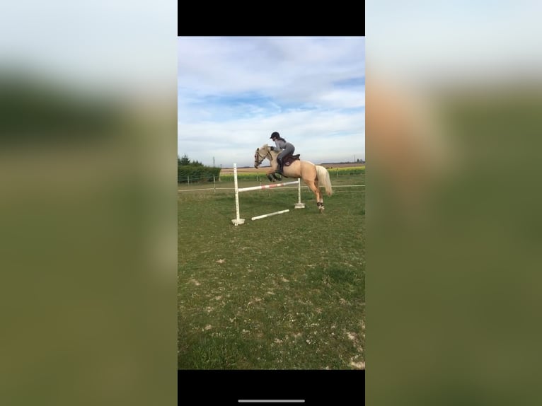 French riding pony Mare 11 years 14,2 hh Palomino in Rouilly